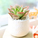 2 inch Echeveria Madiba in black plastic pot, Cute desk plants, Small potted plants for office, Buy small indoor plants online, Affordable small indoor plants