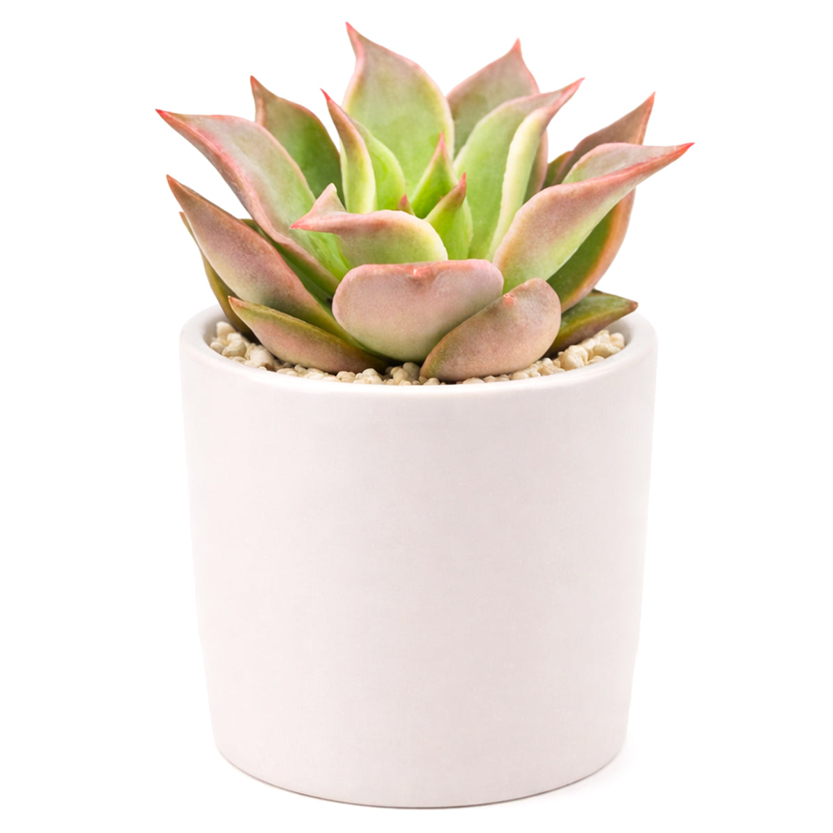Succulent plant in a white pot on a white background