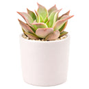 Succulent plant in a white pot on a white background