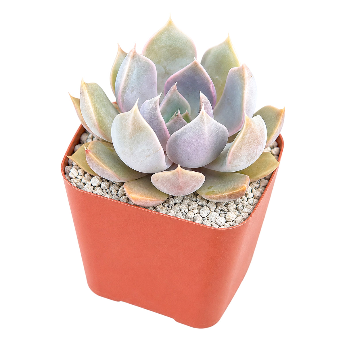 2 inch Echeveria 'Mensa' for sale. Echeveria 'Mensa' is a decorative succulent known for its neat rosette shape and fleshy leaves that bring texture and charm to any plant display. It prefers bright light, well-draining soil, and minimal watering to maintain healthy growth. This versatile succulent is perfect for homes, offices, or as a thoughtful gift for succulent lovers.