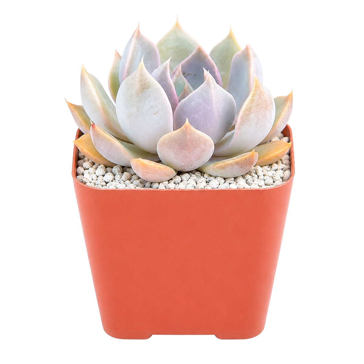 Buy 2 inch Echeveria 'Mensa' online. Echeveria 'Mensa' is a compact succulent that combines elegant form with attractive foliage, creating a timeless accent for any indoor setting. It grows well in bright light with fast-draining soil and requires only occasional watering. This hardy succulent is ideal for plant enthusiasts looking for a beautiful, low-maintenance addition to their collection.