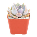 2 inch Echeveria 'Mensa' for sale. Echeveria 'Mensa' features a symmetrical rosette with attractive blue-green foliage that adds natural beauty to any space. It grows best in bright light with fast-draining soil and needs minimal watering to stay healthy. This charming succulent is ideal for windowsills, desks, or decorative plant arrangements.