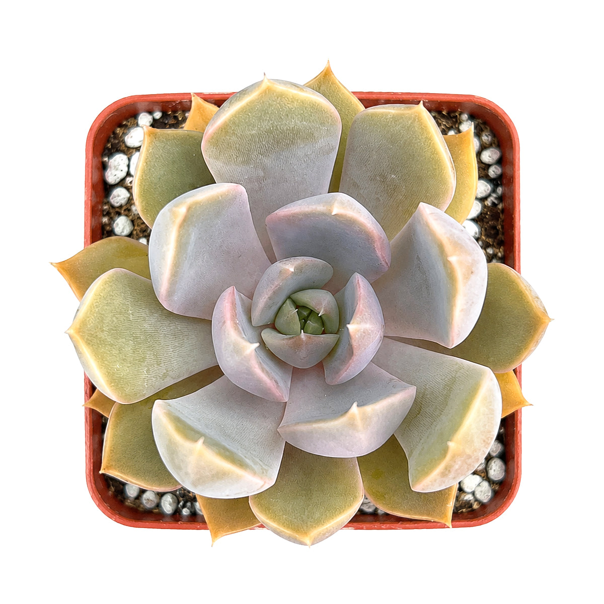 2 inch Echeveria 'Mensa' for sale. Echeveria 'Mensa' is a striking ornamental succulent with thick leaves arranged in a perfectly formed rosette. It thrives in bright light with well-draining soil and is highly drought-tolerant once established. This easy-care plant is an excellent addition to succulent collections, homes, or office décor.