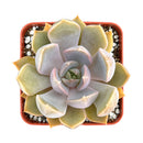 2 inch Echeveria 'Mensa' for sale. Echeveria 'Mensa' features a symmetrical rosette with attractive blue-green foliage that adds natural beauty to any space. It grows best in bright light with fast-draining soil and needs minimal watering to stay healthy. This charming succulent is ideal for windowsills, desks, or decorative plant arrangements.