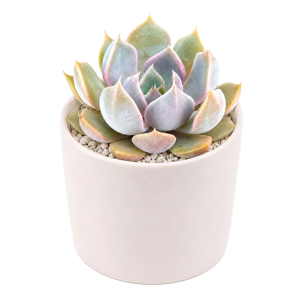 Buy 2 inch Echeveria 'Mensa' online. This elegant succulent is prized for its sculptural rosette and easy-care nature, making it a favorite among plant lovers. It prefers bright light, well-draining soil, and infrequent watering for healthy growth. This compact succulent is perfect for beginners, collectors, or anyone looking to brighten an indoor space.
