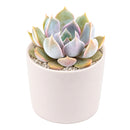 2 inch Echeveria 'Mensa' for sale. Echeveria 'Mensa' features a symmetrical rosette with attractive blue-green foliage that adds natural beauty to any space. It grows best in bright light with fast-draining soil and needs minimal watering to stay healthy. This charming succulent is ideal for windowsills, desks, or decorative plant arrangements.