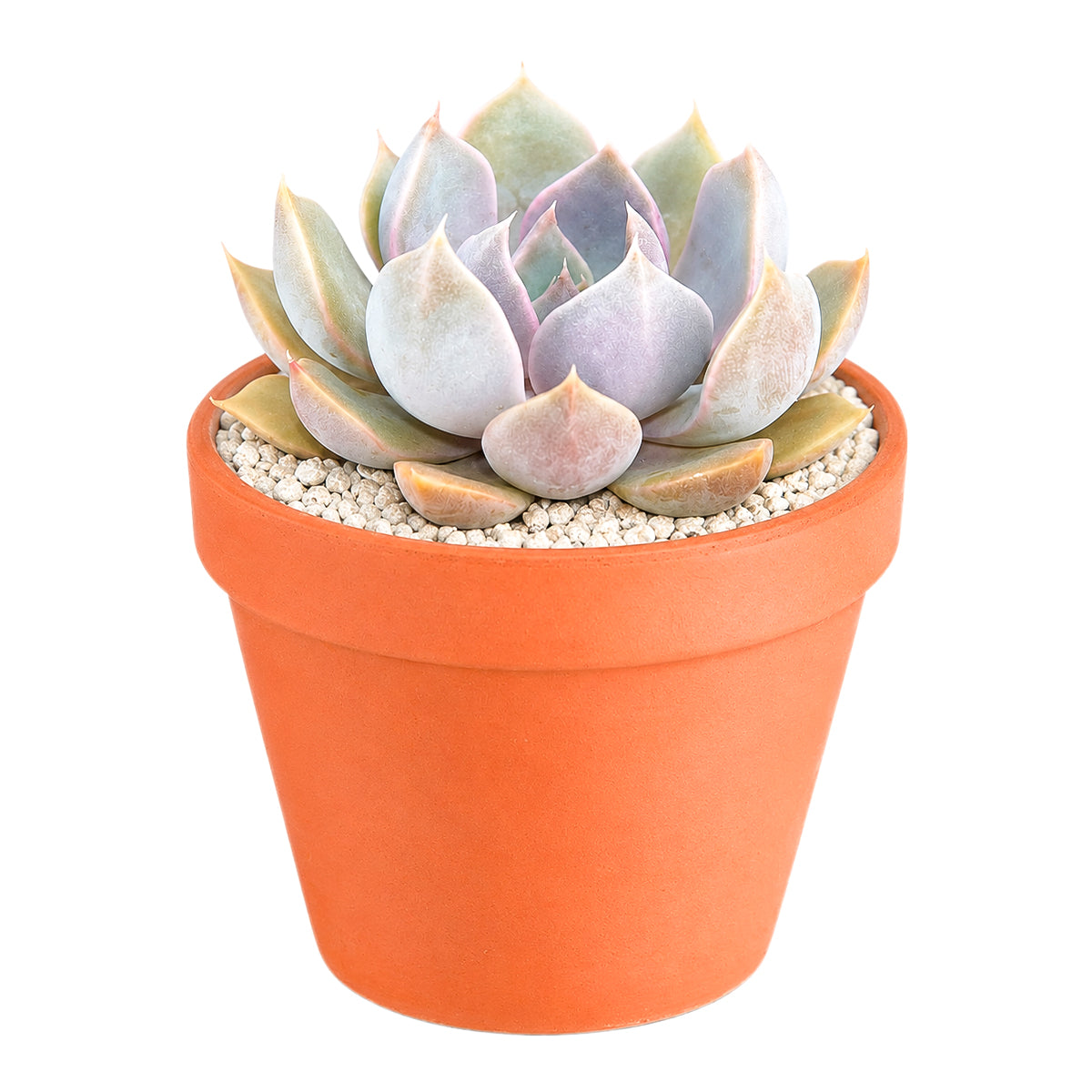2 inch Echeveria 'Mensa' for sale. Echeveria 'Mensa' features a symmetrical rosette with attractive blue-green foliage that adds natural beauty to any space. It grows best in bright light with fast-draining soil and needs minimal watering to stay healthy. This charming succulent is ideal for windowsills, desks, or decorative plant arrangements.