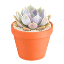 2 inch Echeveria 'Mensa' for sale. Echeveria 'Mensa' features a symmetrical rosette with attractive blue-green foliage that adds natural beauty to any space. It grows best in bright light with fast-draining soil and needs minimal watering to stay healthy. This charming succulent is ideal for windowsills, desks, or decorative plant arrangements.