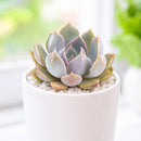 2 inch Echeveria 'Mensa' for sale. Echeveria 'Mensa' features a symmetrical rosette with attractive blue-green foliage that adds natural beauty to any space. It grows best in bright light with fast-draining soil and needs minimal watering to stay healthy. This charming succulent is ideal for windowsills, desks, or decorative plant arrangements.
