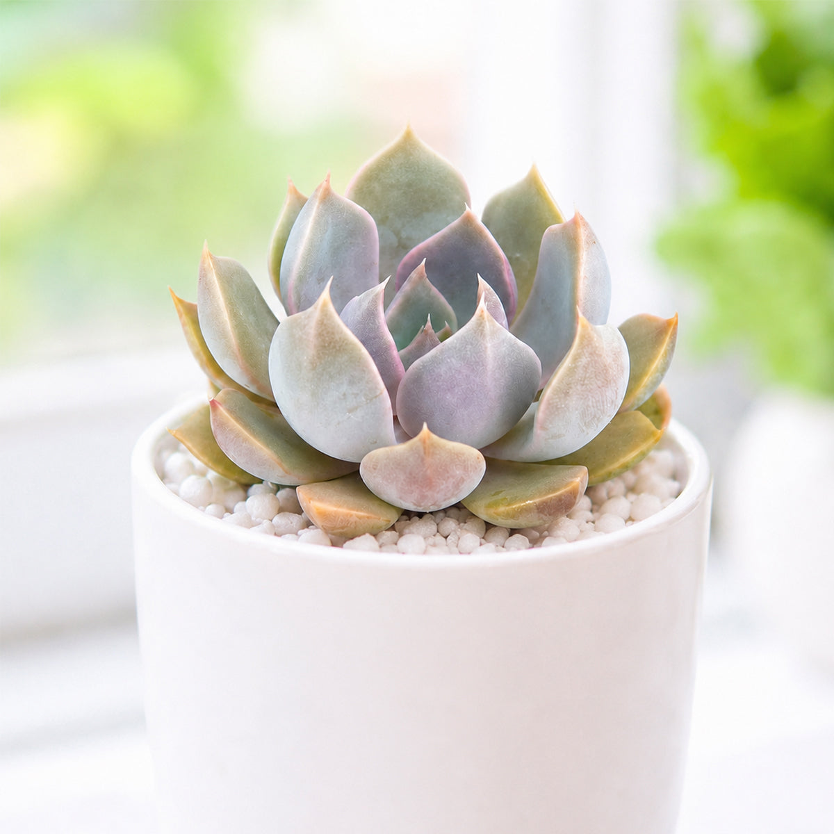 Buy 2 inch Echeveria 'Mensa' online. Echeveria 'Mensa' is a beautiful succulent admired for its compact rosette of thick, fleshy leaves that brings elegant texture to any indoor plant collection. It thrives in bright light with well-draining soil and requires only occasional watering, making it easy to care for. This low-maintenance succulent is perfect for homes, offices, or anyone looking to grow a stylish succulent collection.