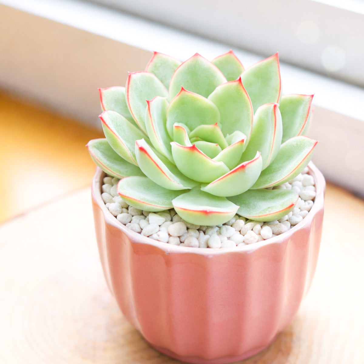 Echeveria 'Moonshine'