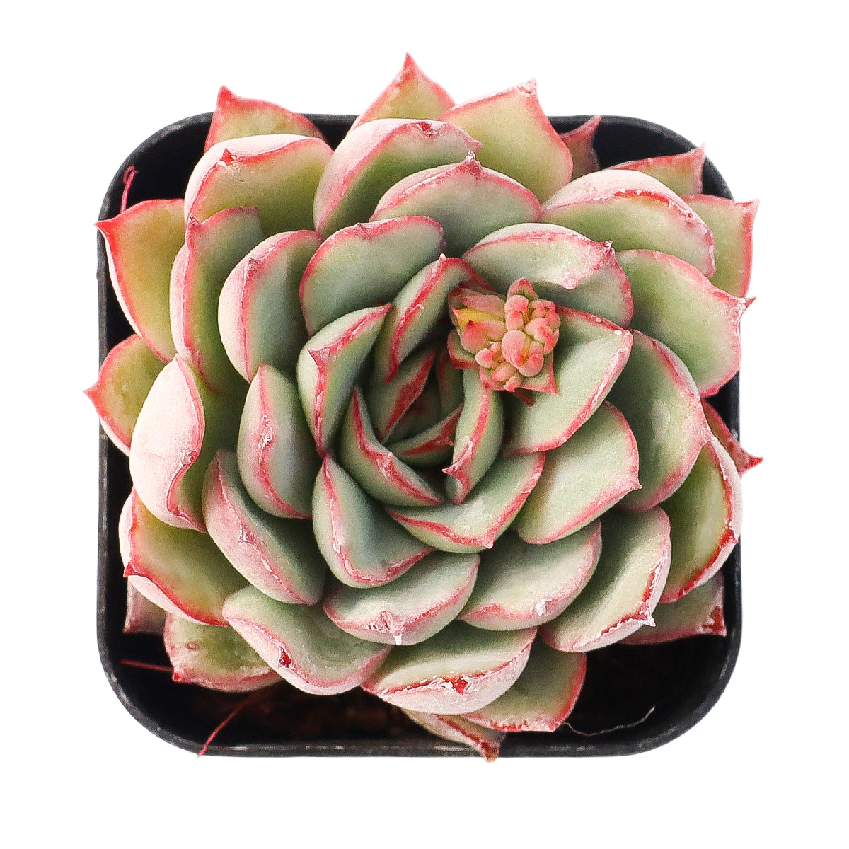 2 inch Echeveria Moonshine, green succulents, indoor succulents, succulent care guide, buy succulents online