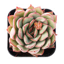 2 inch Echeveria Moonshine, green succulents, indoor succulents, succulent care guide, buy succulents online