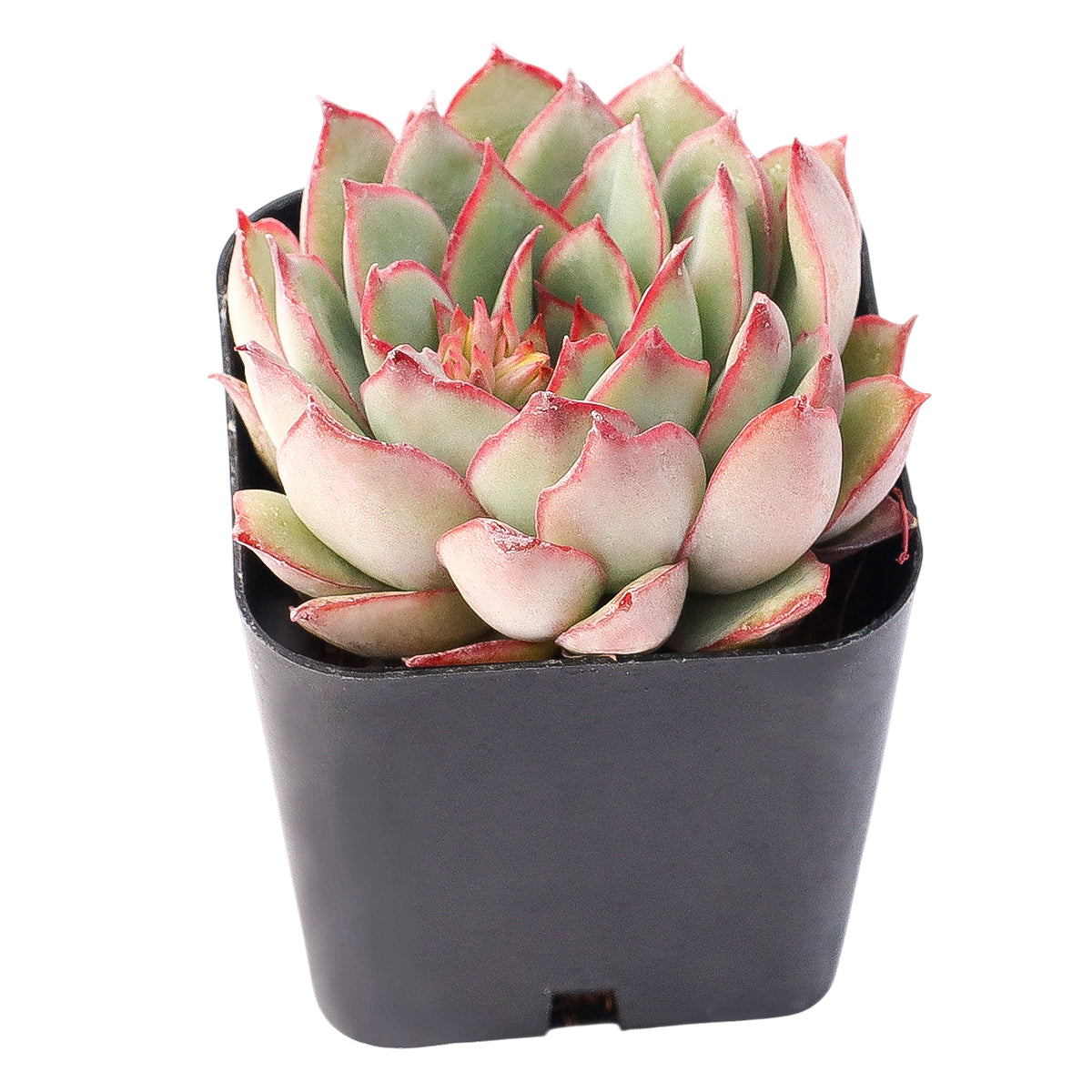 2 inch Echeveria Moonshine, green succulents, indoor succulents, succulent care guide, buy succulents online