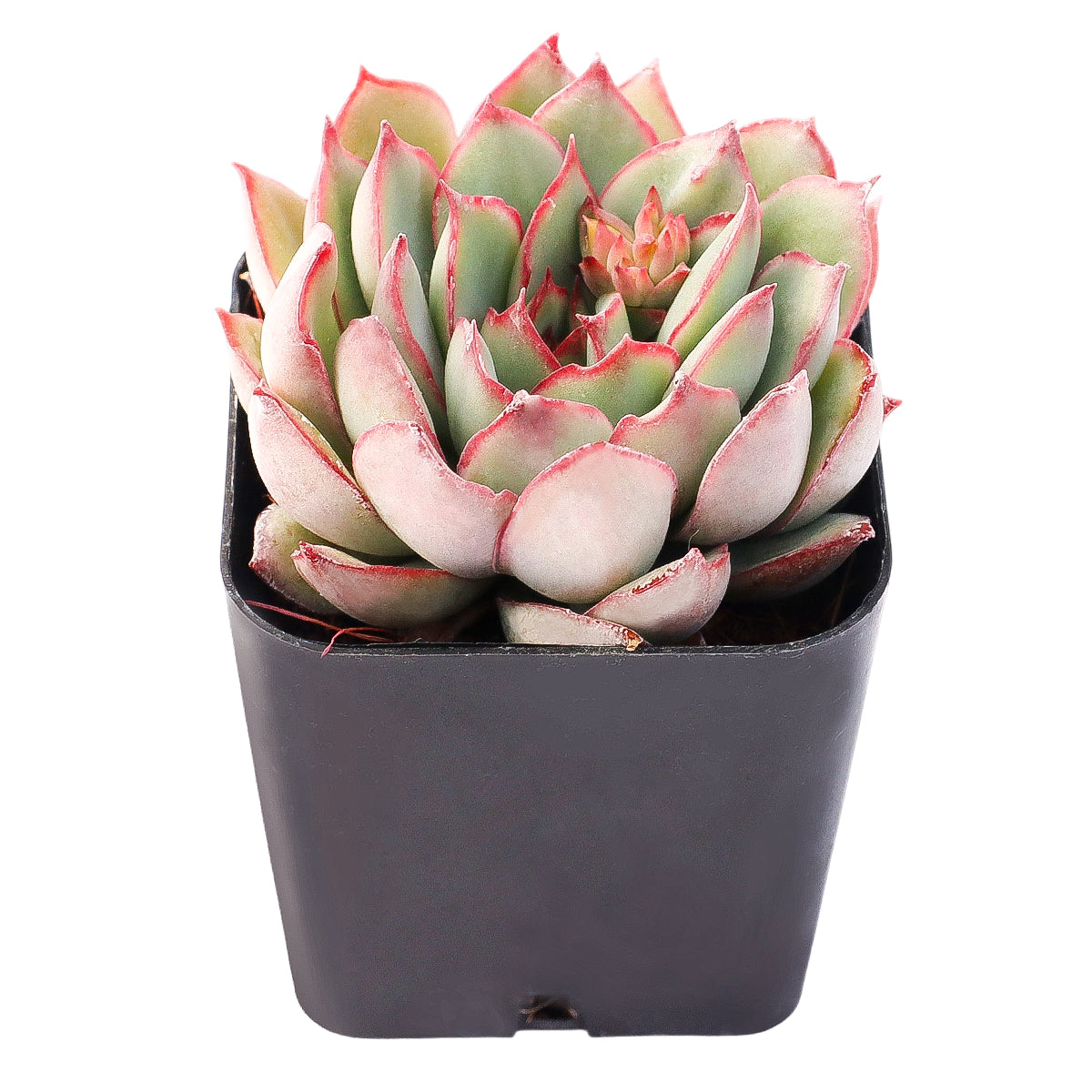 2 inch Echeveria Moonshine, green succulents, indoor succulents, succulent care guide, buy succulents online