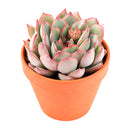 2 inch Echeveria Moonshine, green succulents, indoor succulents, succulent care guide, buy succulents online