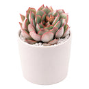 2 inch Echeveria Moonshine, green succulents, indoor succulents, succulent care guide, buy succulents online