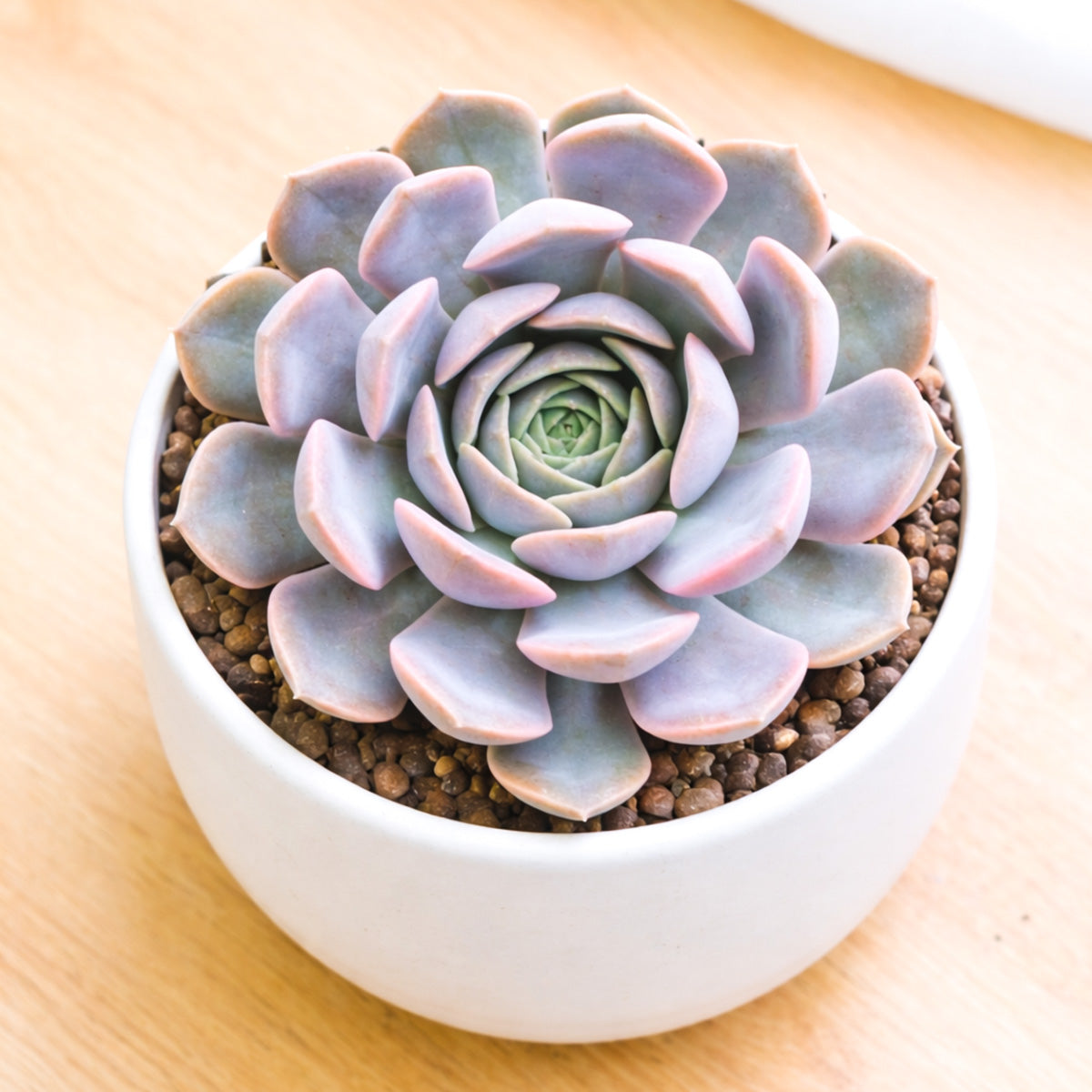 Echeveria 'Orion' for sale, how to grow succulents, succulent plant, succulent care tips, succulent subscription, succulents garden, Succulents, Succulents shop near me, Rare succulents