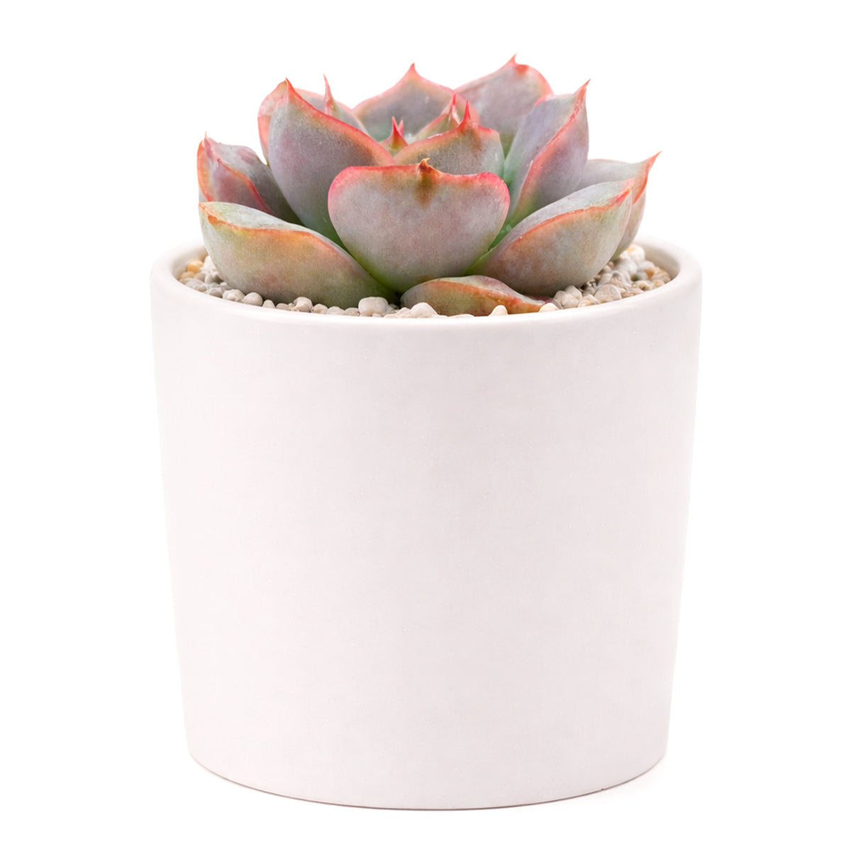 Echeveria 'Orion'