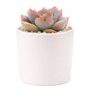 Echeveria 'Orion'
