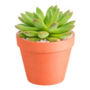 2 inch Echeveria 'Princess' in a plastic pot, green succulents, indoor succulents, succulent care guide, buy succulents online