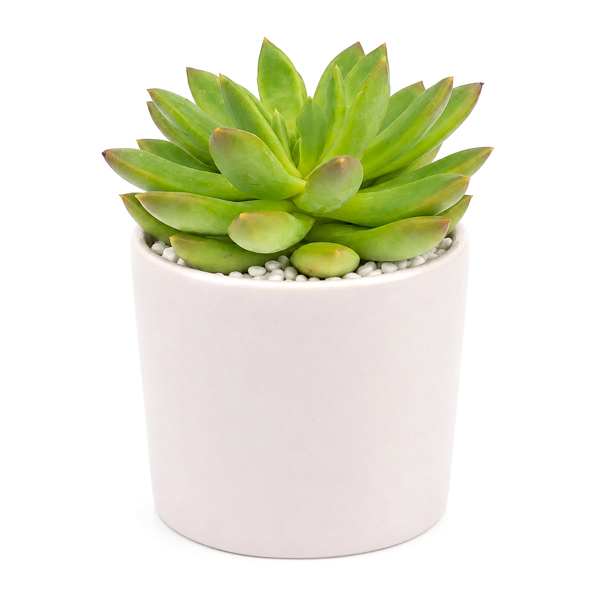 2 inch Echeveria 'Princess', green succulents, indoor succulents, succulent care guide, buy succulents online