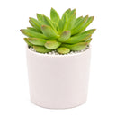 2 inch Echeveria 'Princess' in a plastic pot, green succulents, indoor succulents, succulent care guide, buy succulents online