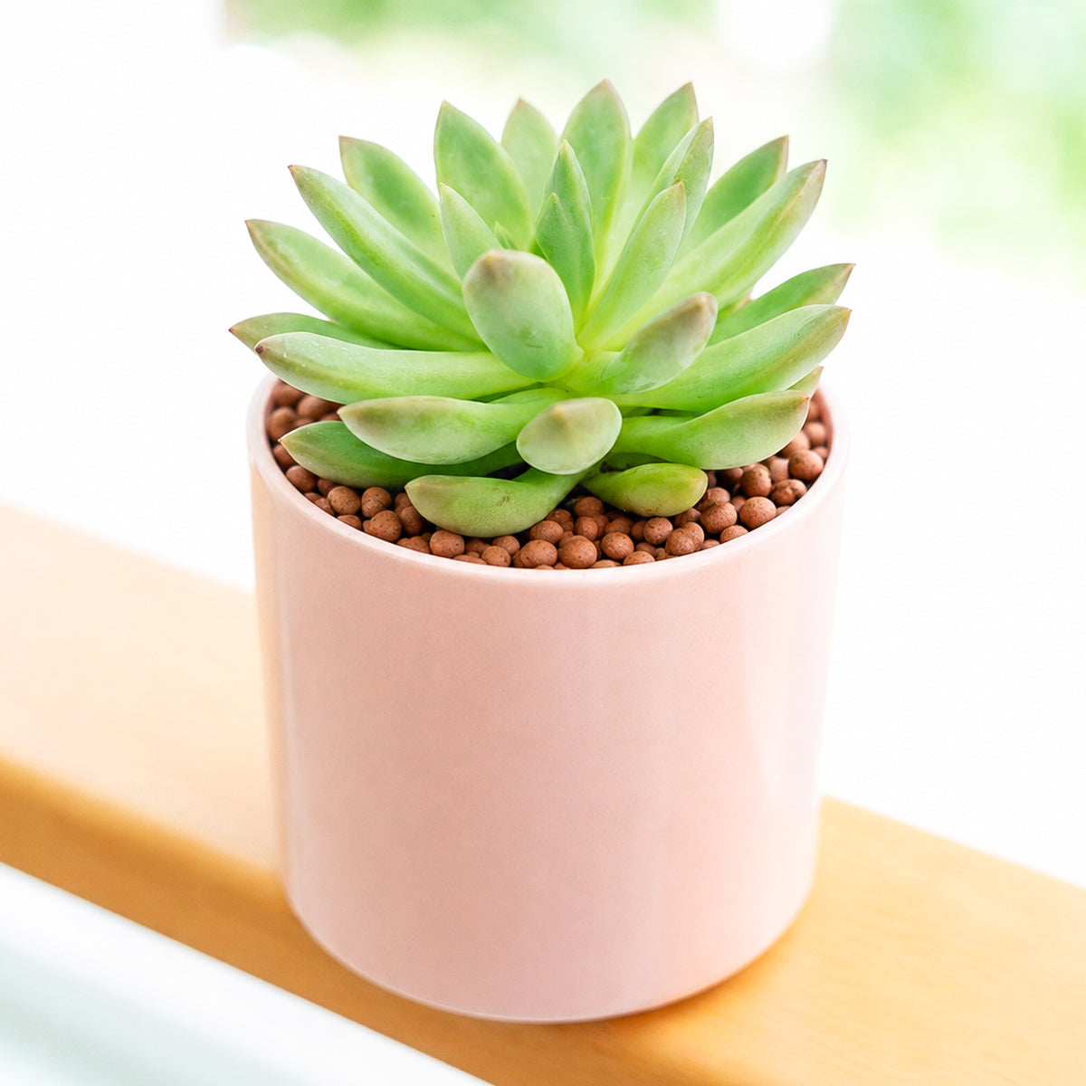 2 inch Echeveria 'Princess', green succulents, indoor succulents, succulent care guide, buy succulents online