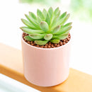 2 inch Echeveria 'Princess' in a plastic pot, green succulents, indoor succulents, succulent care guide, buy succulents online