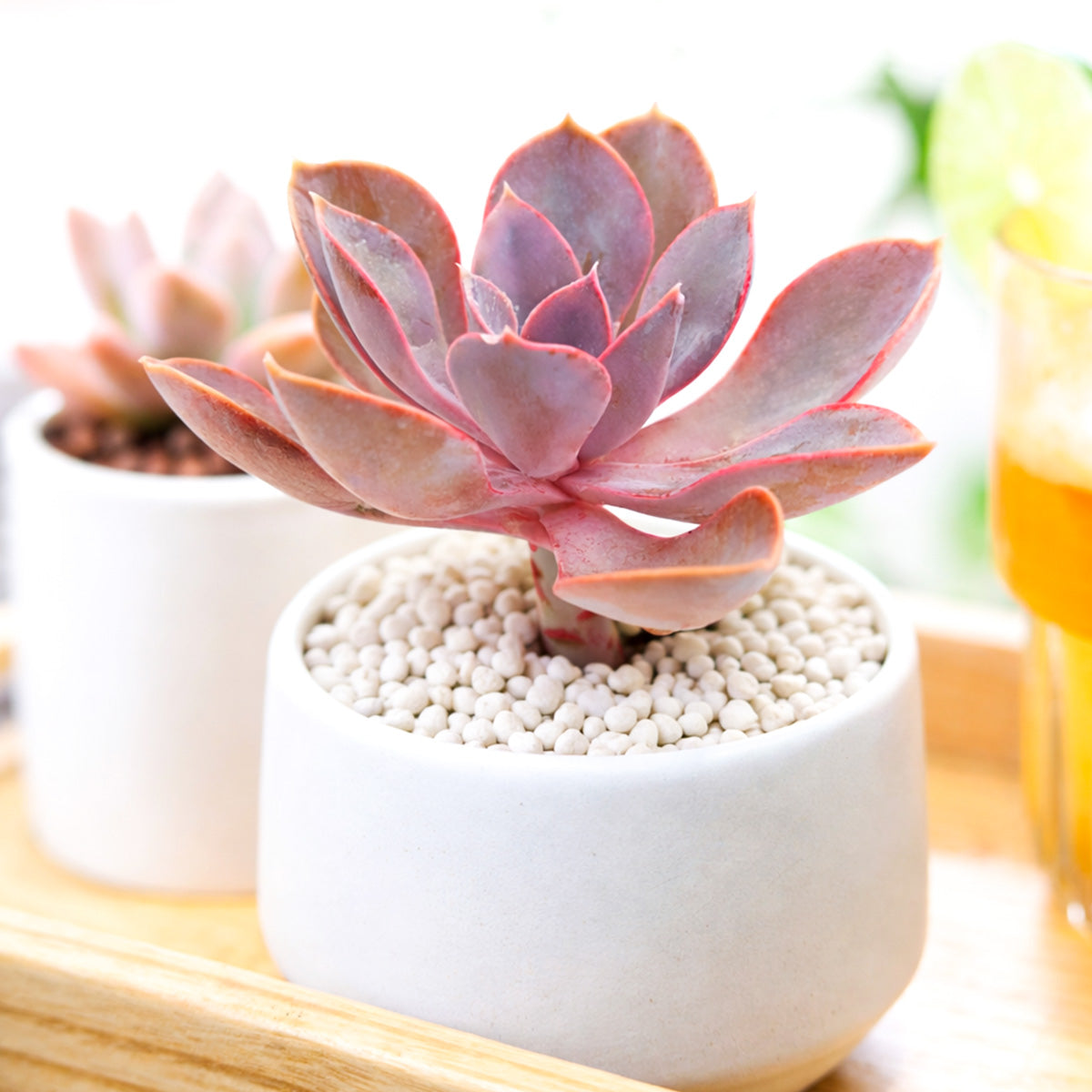 real potted succulents Echeveria Purple Pearl