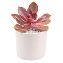 buy succulents online, rare succulent, succulent shop, unusual succulents, succulent store, succulents online
