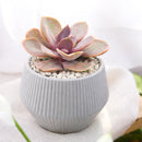 2 inch Echeveria Red Sky, pink succulents, indoor succulents, succulent care guide, buy succulents online