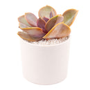 buy echeveria 'red sky' live succulent 2 inch online, coral rosette foliage, compact growth, modern decor, housewarming gift