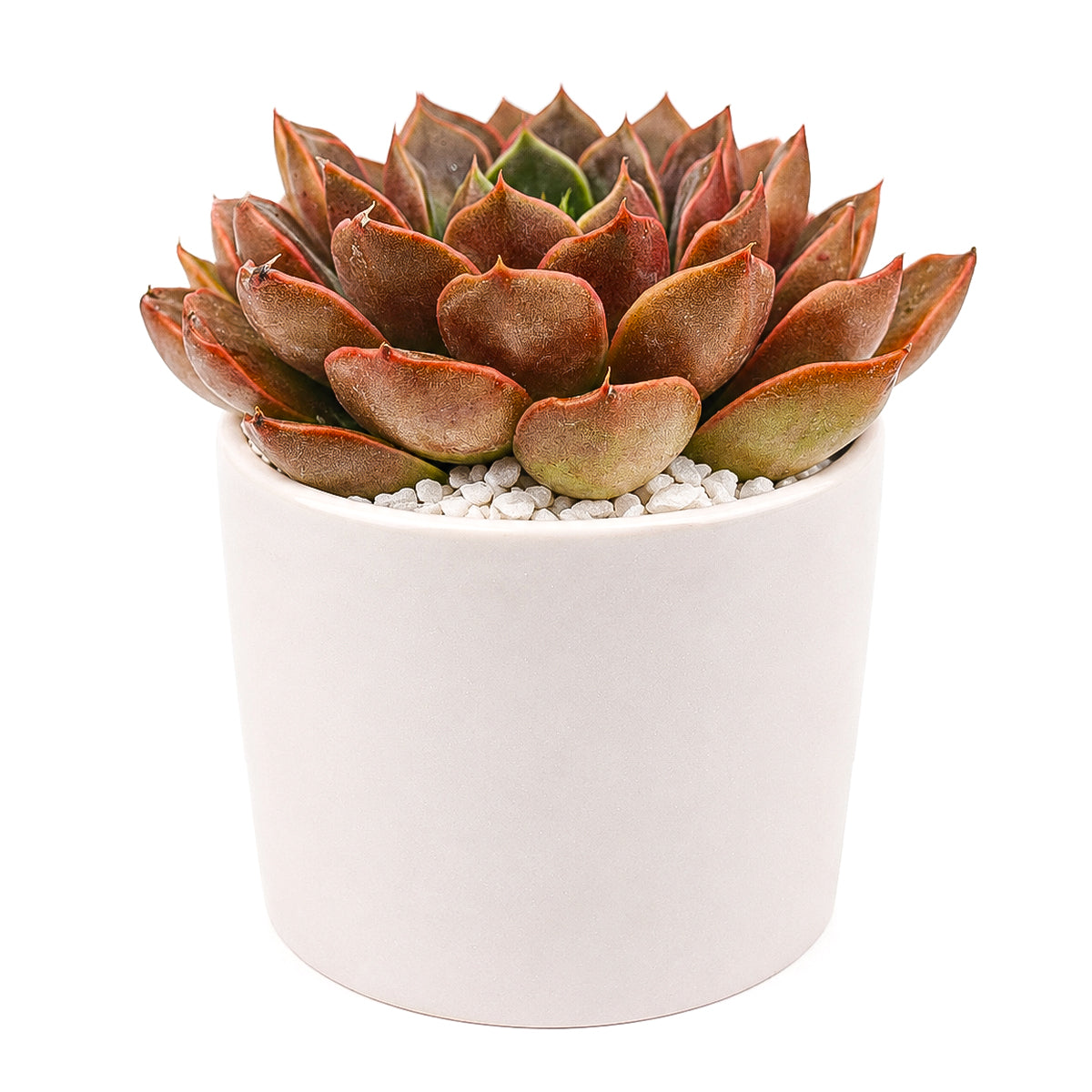 Echeveria 'Romance' succulent for sale online, green succulent, succulent gift ideas