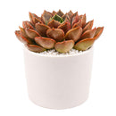 Echeveria 'Romance' succulent for sale online, green succulent, succulent gift ideas