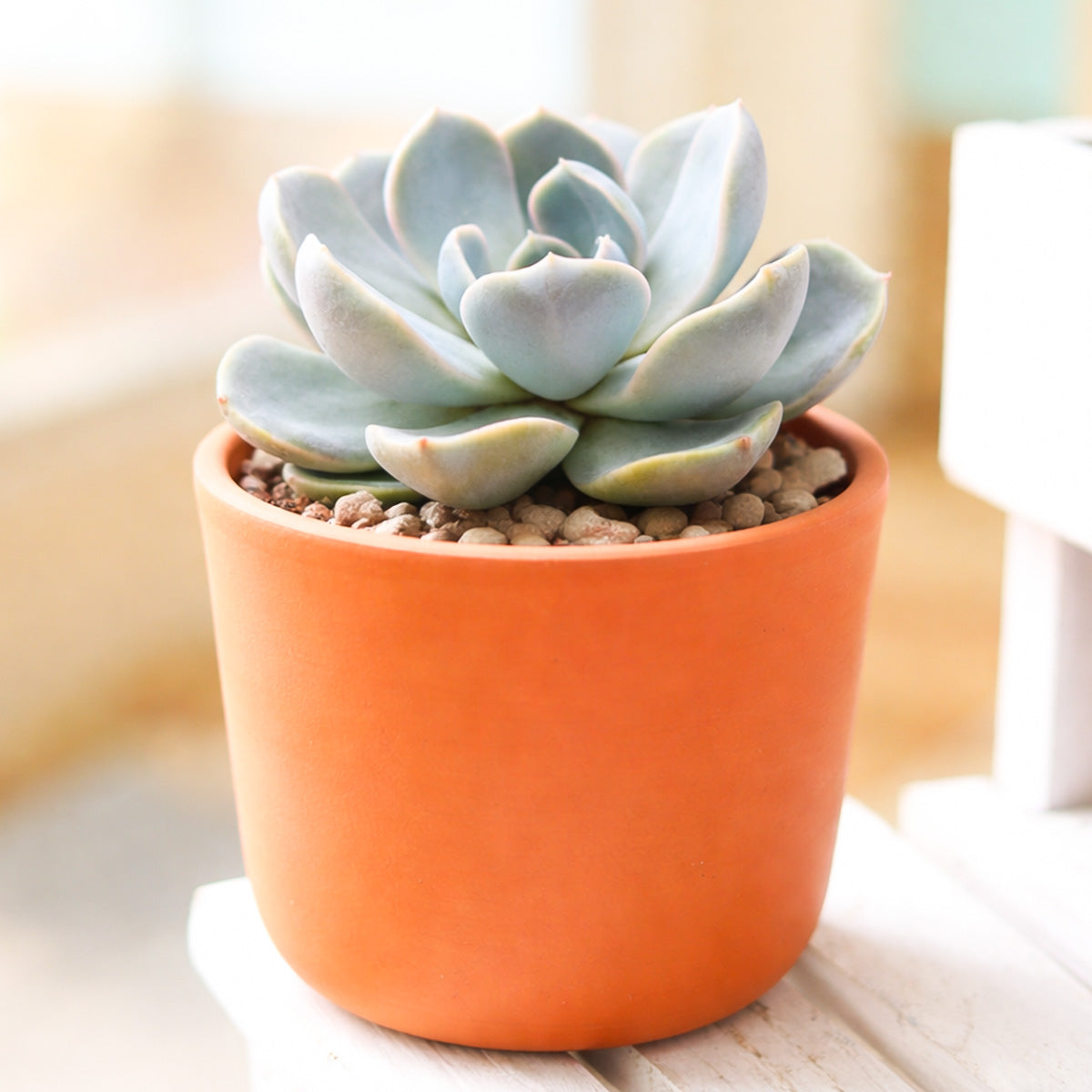 2 inch Echeveria 'Rosetta Nege', green succulents, indoor succulents, succulent care guide, buy succulents online