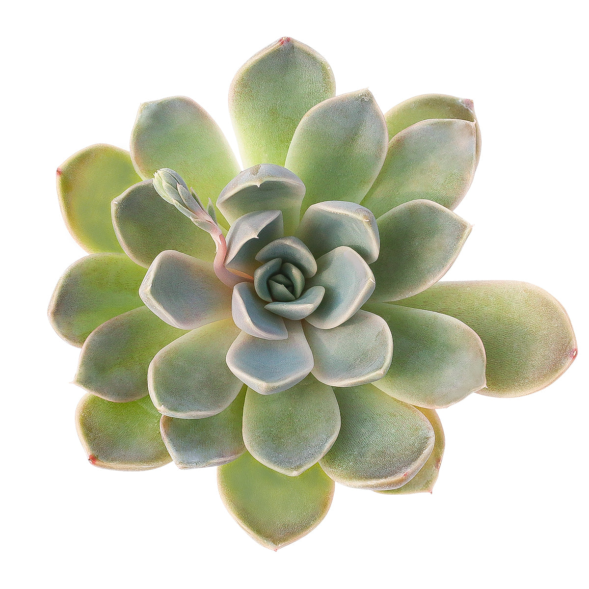 Echeveria 'Rosetta Nege' in California, How to grow Echeveria 'Rosetta Nege', rare succulents, rare succulents for sale, unique succulents