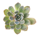 Echeveria 'Rosetta Nege' in California, How to grow Echeveria 'Rosetta Nege', rare succulents, rare succulents for sale, unique succulents