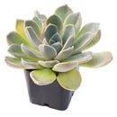 Echeveria 'Rosetta Nege' in California, How to grow Echeveria 'Rosetta Nege', rare succulents, rare succulents for sale, unique succulents
