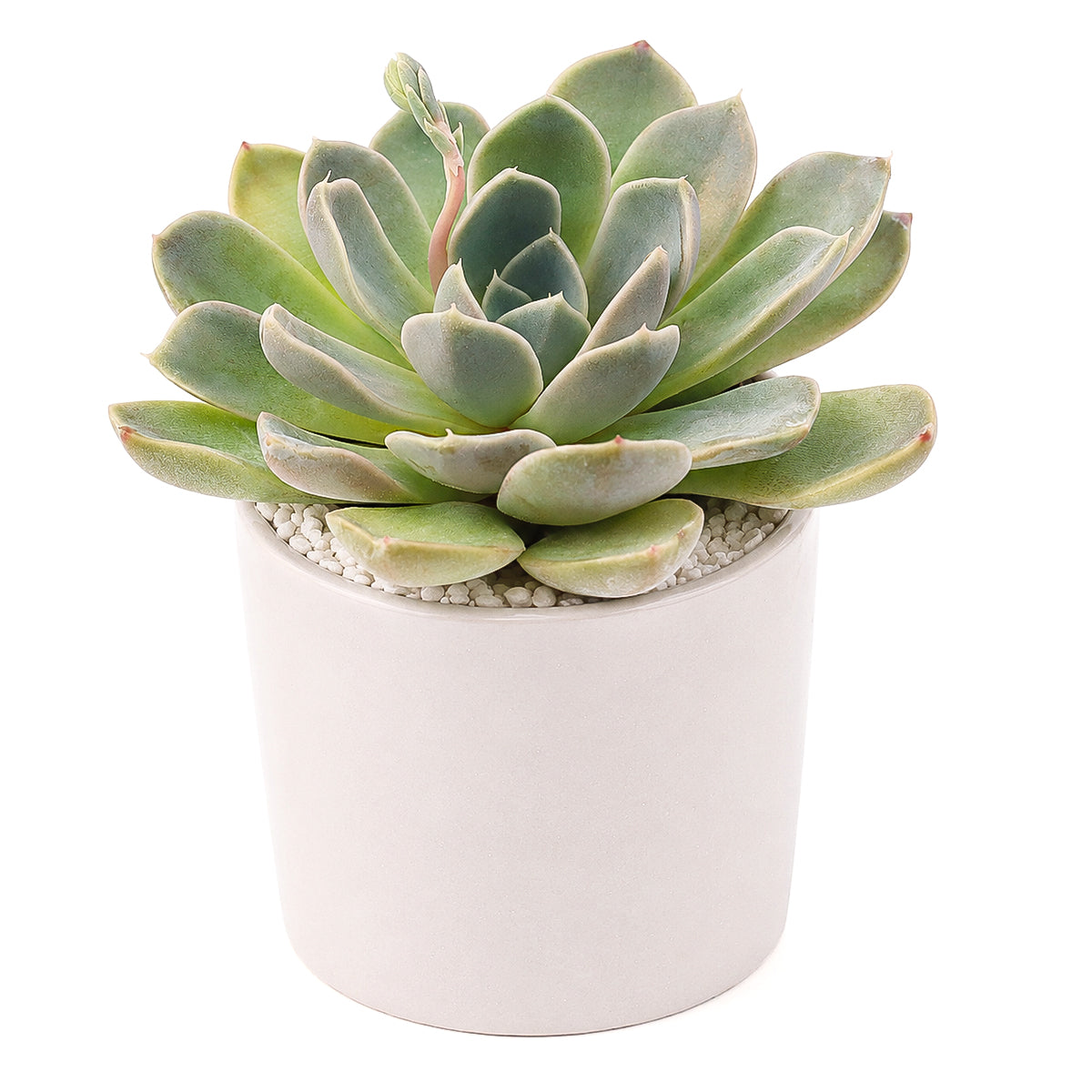 Echeveria 'Rosetta Nege' in California, How to grow Echeveria 'Rosetta Nege', rare succulents, rare succulents for sale, unique succulents