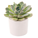 Echeveria 'Rosetta Nege' in California, How to grow Echeveria 'Rosetta Nege', rare succulents, rare succulents for sale, unique succulents