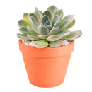 Echeveria 'Rosetta Nege' in California, How to grow Echeveria 'Rosetta Nege', rare succulents, rare succulents for sale, unique succulents