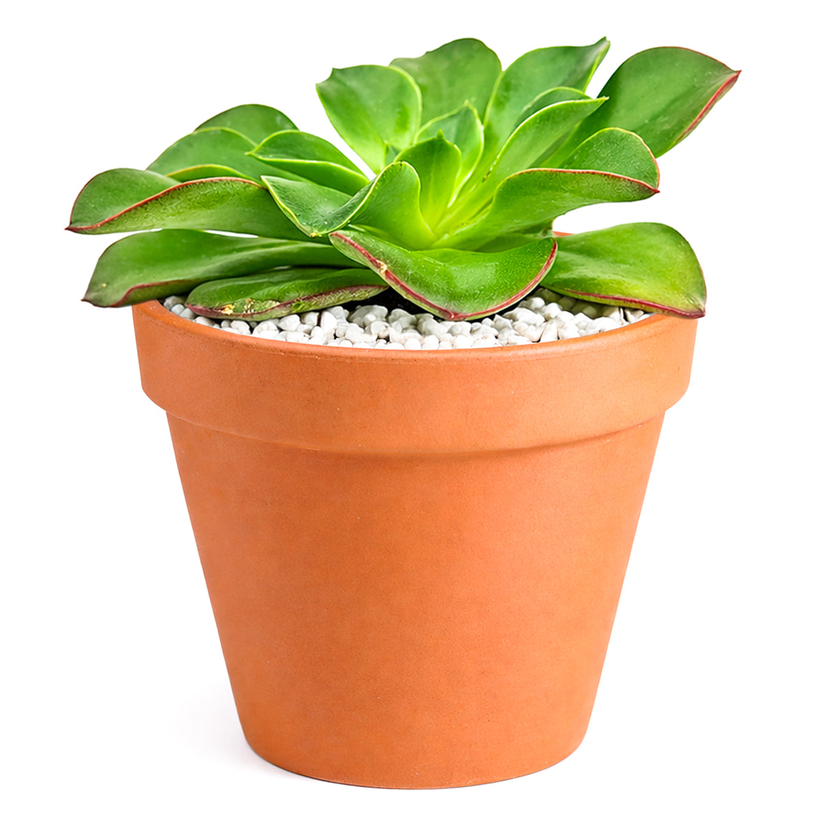 Echeveria 'Salsa Verde'