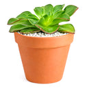 Echeveria 'Salsa Verde'