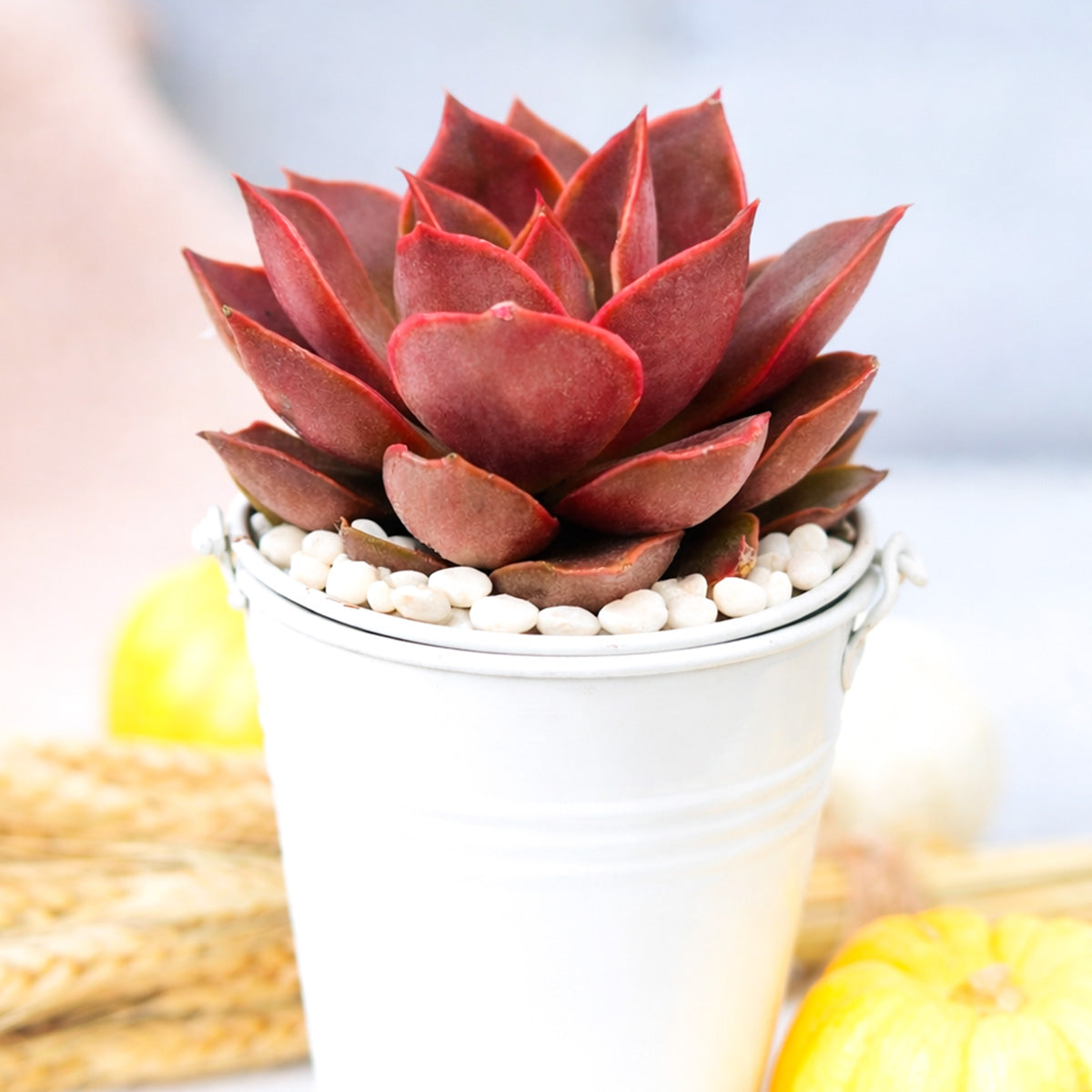 Echeveria Samba