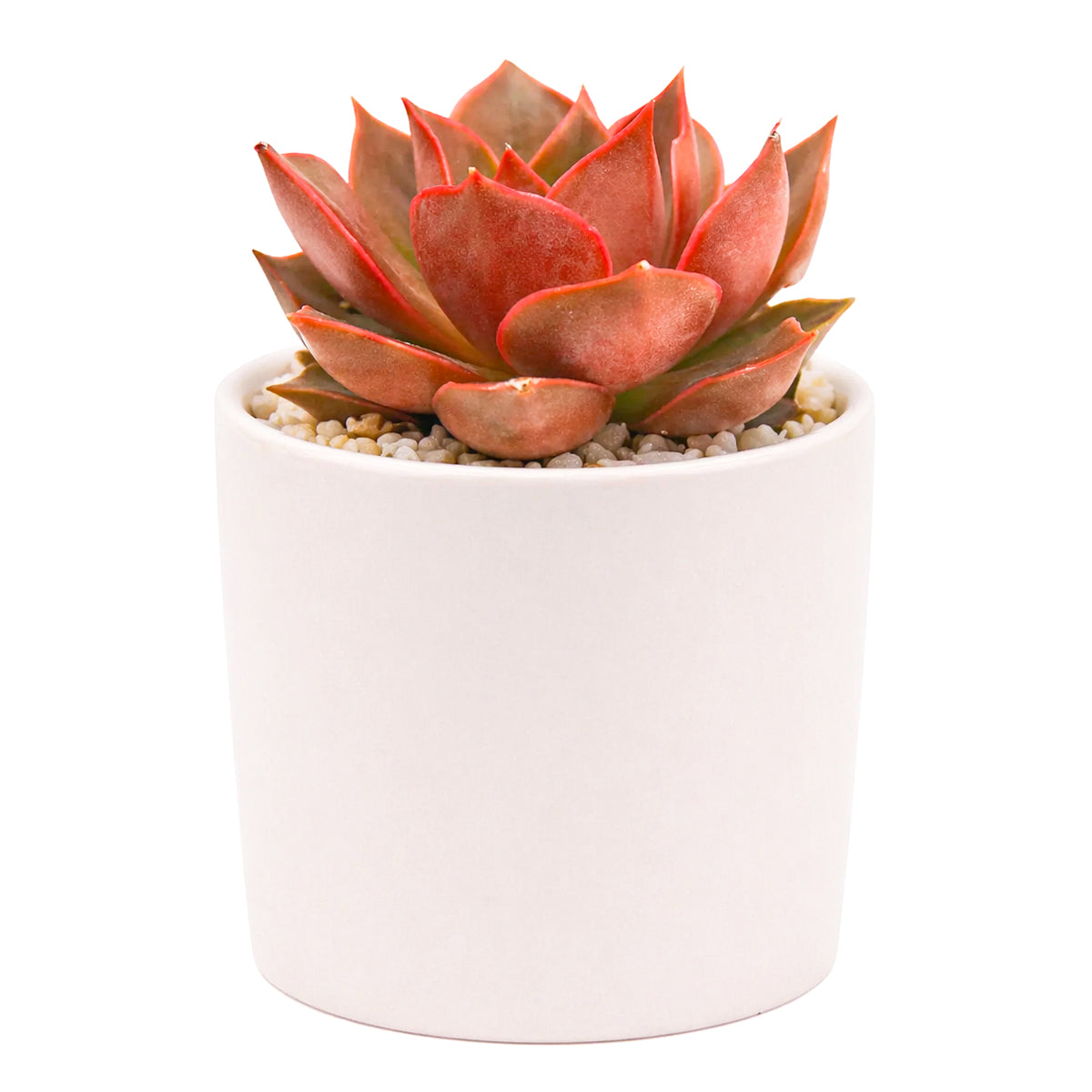 2 inch Echeveria Samba, purple succulents, indoor succulents, succulent care guide, buy succulents online