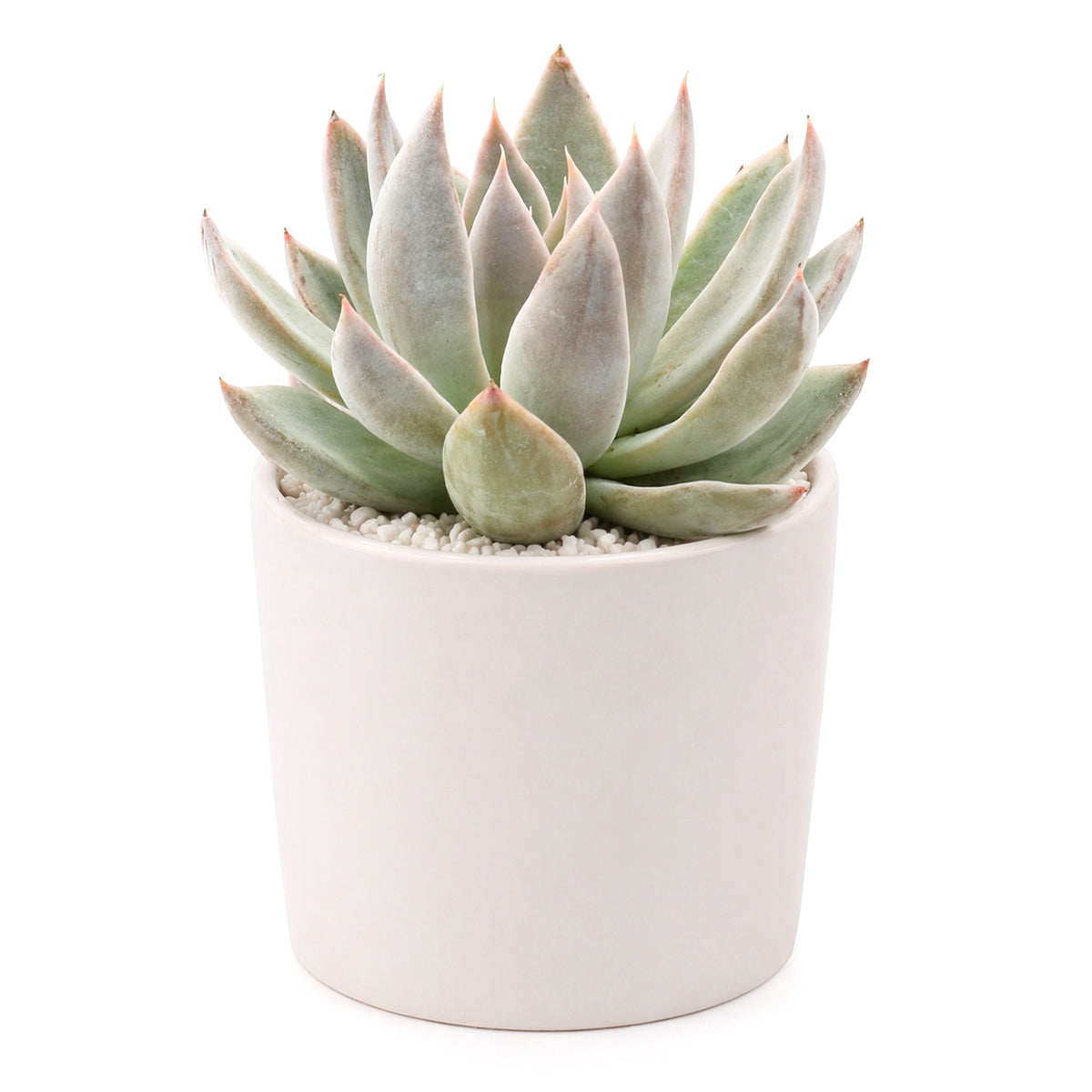 Echeveria 'Silver Shine'