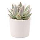Echeveria 'Silver Shine'