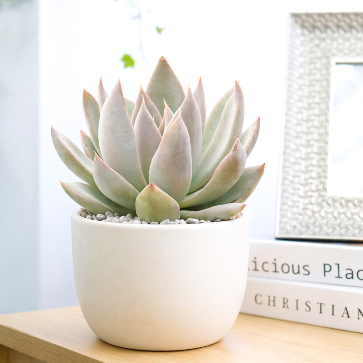 Echeveria 'Silver Shine'