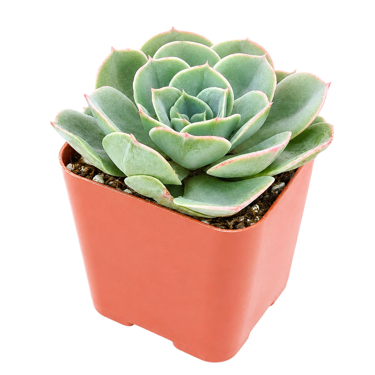 Echeveria 'Taco' is a compact succulent featuring distinctive curled foliage and a symmetrical rosette that stands out in any plant collection. It thrives in bright light with well-draining soil and needs very little maintenance to flourish. This attractive succulent is ideal for homes, offices, or anyone looking to expand their collection with a unique, easy-care plant.